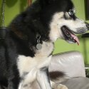 Male Siberian Husky looking for a new home -0