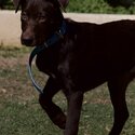 15 week old pure bred Australian kelpie-5