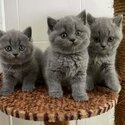 British Shorthair kittens for sale-0