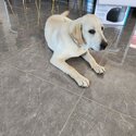 Urgent Labrador for sale -4