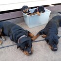 Purebred Rottweiler pups-5