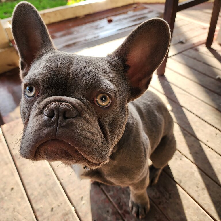 Gizmo the French bulldog