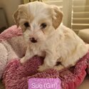 Malton (Maltese x Cavachon) Puppies for sale 'THE ULTIMATE TEDDY BEAR'-3