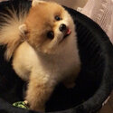 Gorgeous Pom for adoption -2