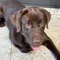 Free Labrador Retriever Dog-1