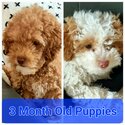 Toy Poodles v Maltese Shire tzu 3 month year old Puppies -3