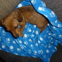 Miniature Dachsound 11 weeks old beautiful little boy,-0