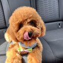 TOY CAVOODLE -2