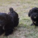 Maltese x Shih Tzu Female Puppy-3