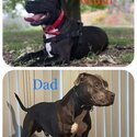 Purebred American Staffy puppies Amstaff puppy Staffordshire terrier-5