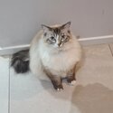 Selling purebreed ragdoll cat-2