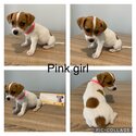 Purebred jack Russell -1