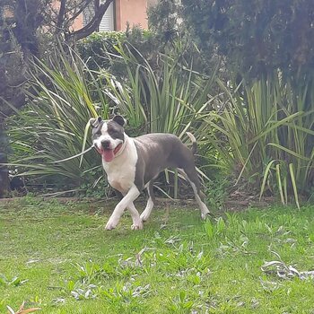 Female Blue and White Amstaff 