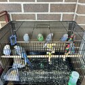 Breeding pair of budgie and 5 babies-1