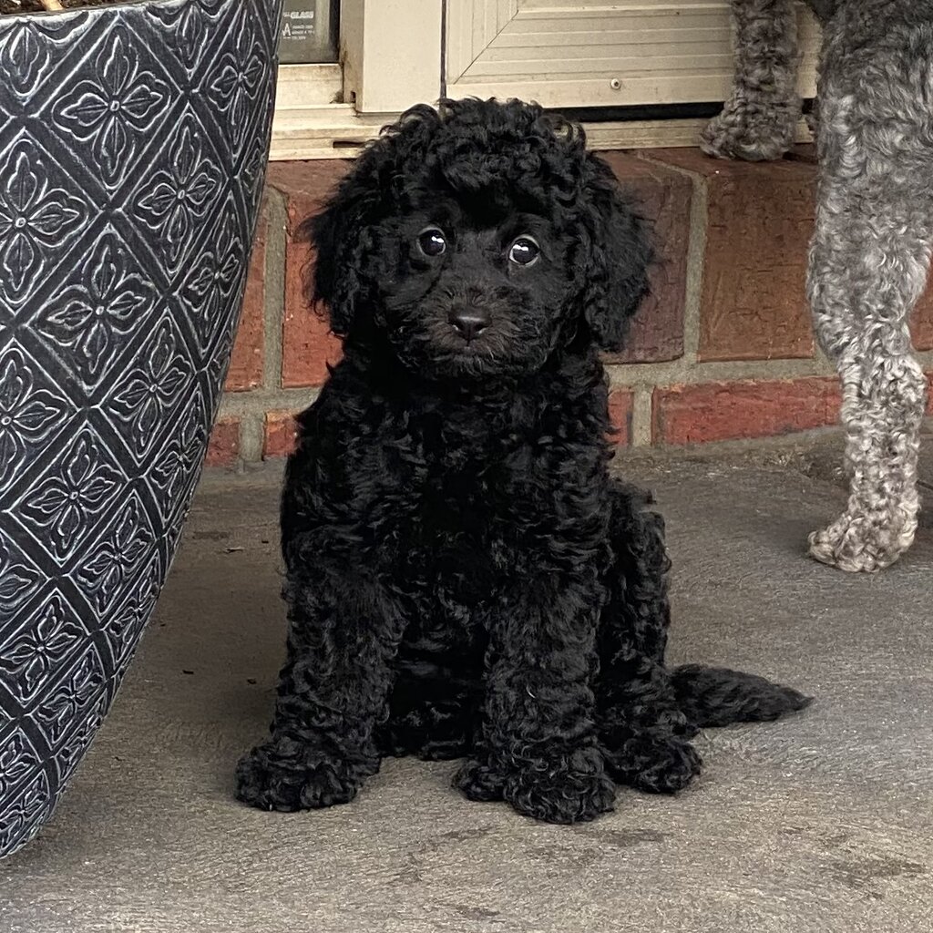 💜🐩 Black Female Toy Poodle Puppy READY NOW 🐩💜