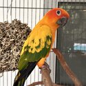 Hand raised sun conure parots -4