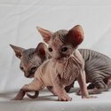 Quality Sphynx kittens for sale-0