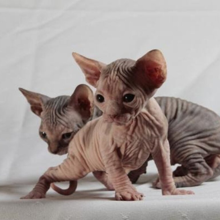 Quality Sphynx kittens for sale