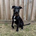 Short hair border collie puppy -1