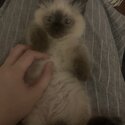 Pure Blue Point Male Ragdoll-4