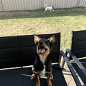 Beau the Kelpie -1