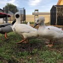 Ducks to go to a loving home -2