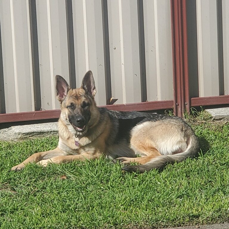 German shepherd puppy 