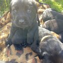 Labrador Puppies-5