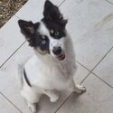 pomsky girl needing a new home-0