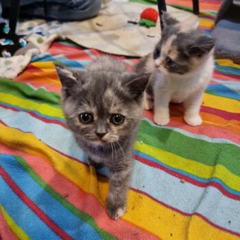 Purebreed british shorthair kittens