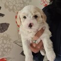 Malton (Maltese x Cavachon) Puppies for sale 'THE ULTIMATE TEDDY BEAR'-4