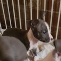 AmStaff Pups-3