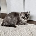 Ragdoll cross domestic short hair kitten for sale -2