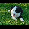 Border collie cross- female-4