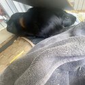 Two black, female guinea pigs in good health-5