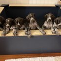 German Shorthaired Pointer Puppies -5