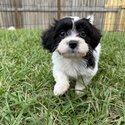 Ready to go! Cavoodle puppies-1