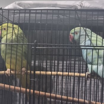 2 Indian ringnecks, female & male