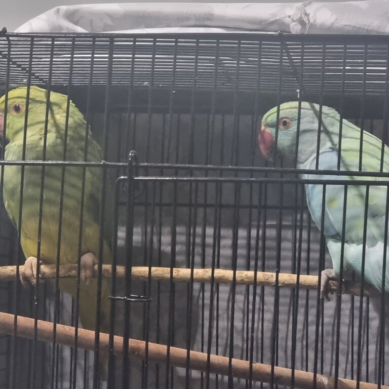 2 Indian ringnecks, female &amp; male