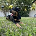 Rehome-Australian Kelpie-1