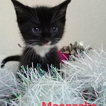 Beautiful Ragdoll X kittens needing forever home