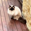 Pure Ragdoll-1