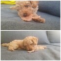 Last pure bred miniature poodle -3