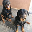 2 beautiful Rottweiler boys-3