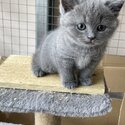 British shorthair kittens -0