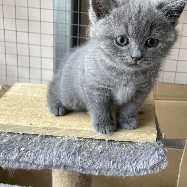 British shorthair kittens 