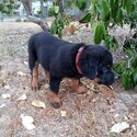 Purebred Rottweiler pups-2