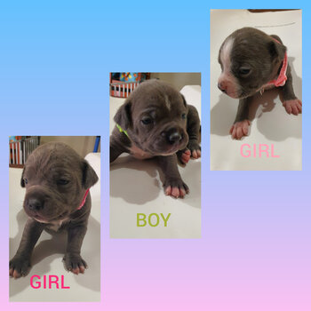 American Staffy Pups