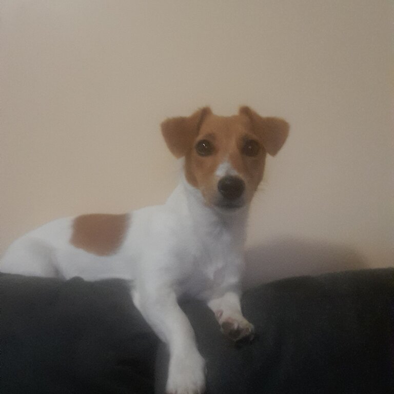 JRT an items need rehoming 