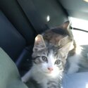 Rehoming two beautiful male kittens -2